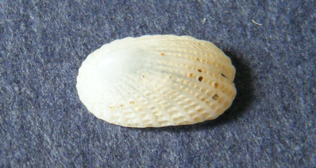 Emarginula 2
